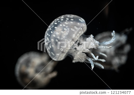 Jellyfish 121234077