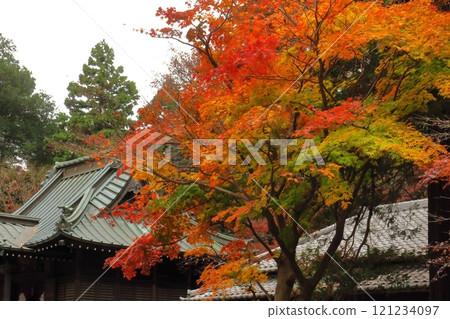 燃燒的秋天 121234097