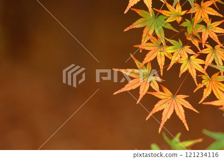 燃燒的秋天 燃燒的秋天 121234116