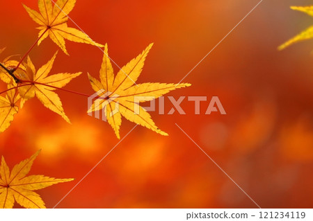 燃燒的秋天 121234119