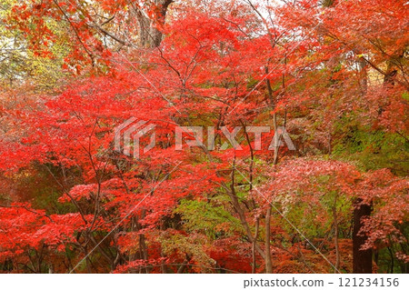 燃燒的秋天 燃燒的秋天 121234156