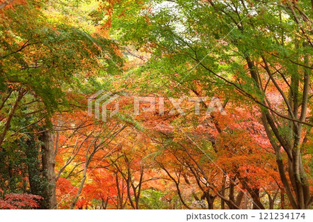 燃燒的秋天 121234174