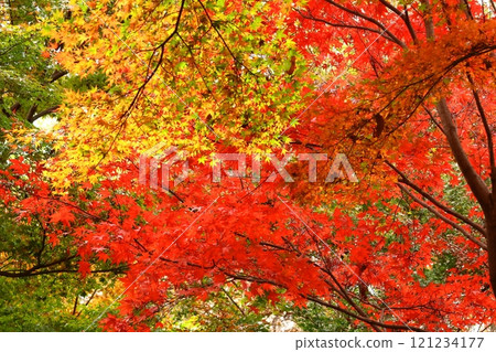 Burning Autumn Burning Autumn 121234177