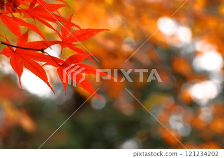 Burning Autumn Burning Autumn 121234202
