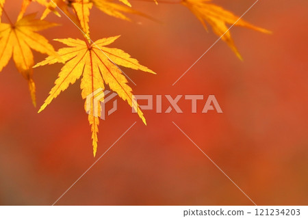 燃燒的秋天 121234203