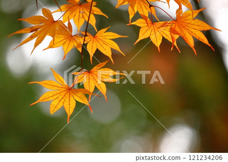 燃燒的秋天 燃燒的秋天 121234206