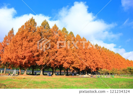 [滋賀縣]牧野採園的水杉紅葉 121234324