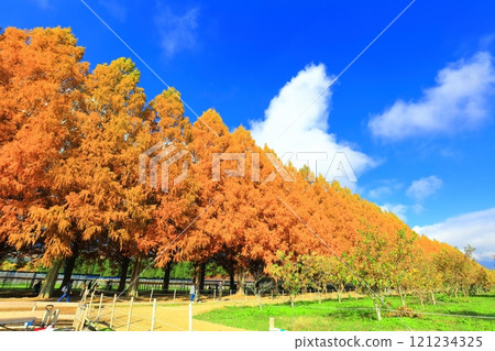 [滋賀縣]牧野採園的水杉紅葉 121234325