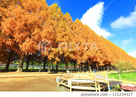 [Shiga Prefecture] Autumn foliage of Metasequoia trees at Makino Pickland 121234327