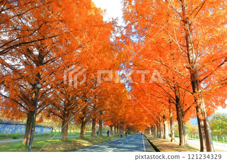 [滋賀縣]牧野採園的水杉紅葉 121234329