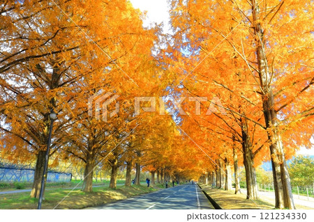 [滋賀縣]牧野採園的水杉紅葉 121234330