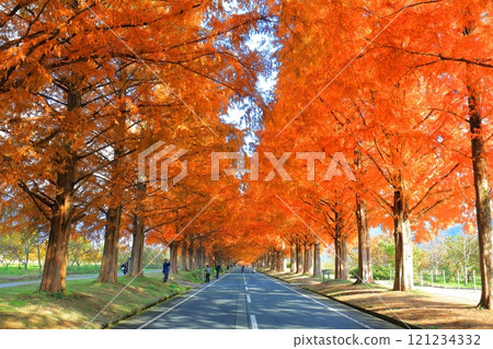 [Shiga Prefecture] Autumn foliage of Metasequoia trees at Makino Pickland 121234332