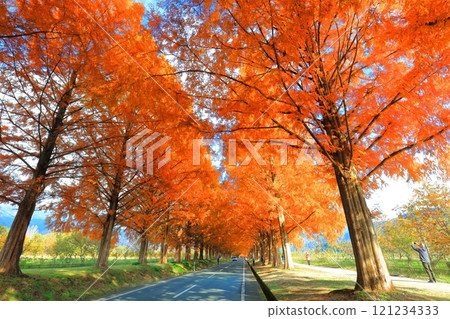 [Shiga Prefecture] Autumn foliage of Metasequoia trees at Makino Pickland 121234333
