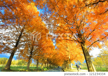[Shiga Prefecture] Autumn foliage of Metasequoia trees at Makino Pickland 121234334