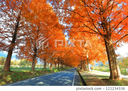 [滋賀縣]牧野採園的水杉紅葉 121234336