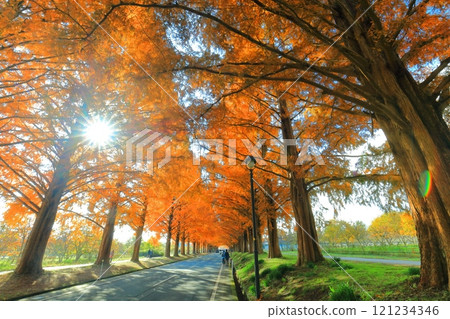[Shiga Prefecture] Autumn foliage of Metasequoia trees at Makino Pickland 121234346