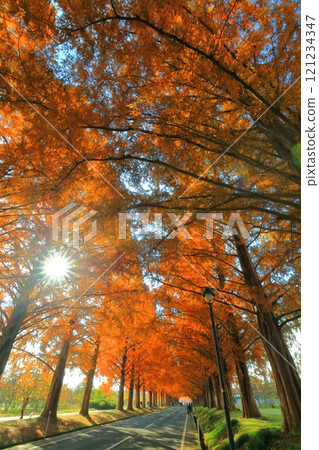 [Shiga Prefecture] Autumn foliage of Metasequoia trees at Makino Pickland 121234347