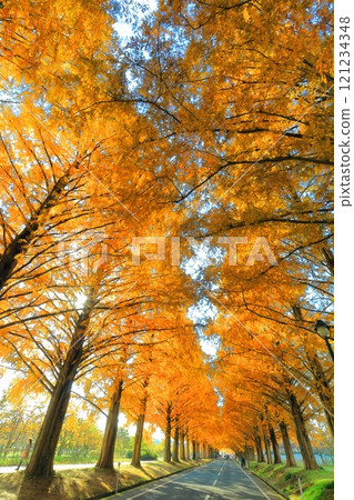 [滋賀縣]牧野採園的水杉紅葉 121234348