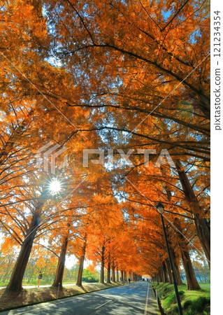 [Shiga Prefecture] Autumn foliage of Metasequoia trees at Makino Pickland 121234354