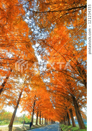 [滋賀縣]牧野採園的水杉紅葉 121234355