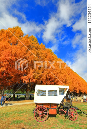 [Shiga Prefecture] Autumn foliage of Metasequoia trees at Makino Pickland 121234364
