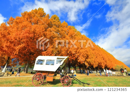 [滋賀縣]牧野採園的水杉紅葉 121234365