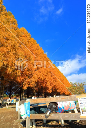 [Shiga Prefecture] Autumn foliage of Metasequoia trees at Makino Pickland 121234370
