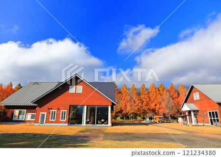 [滋賀縣]牧野採園的水杉紅葉 121234380