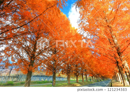 [Shiga Prefecture] Autumn foliage of Metasequoia trees at Makino Pickland 121234383