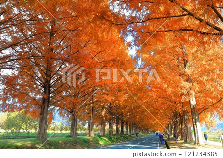 [Shiga Prefecture] Autumn foliage of Metasequoia trees at Makino Pickland 121234385