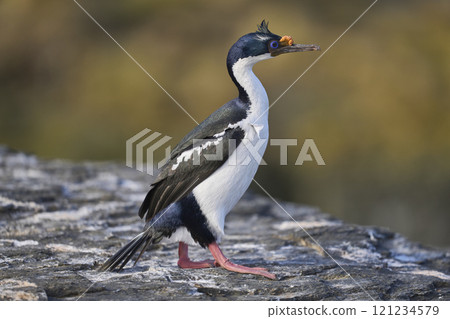 Imperial Shag 121234579