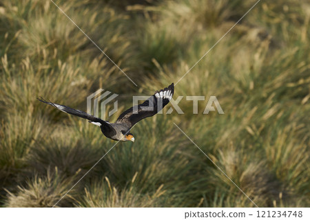 Crested Caracara in flight Crested Caracara in flight 121234748