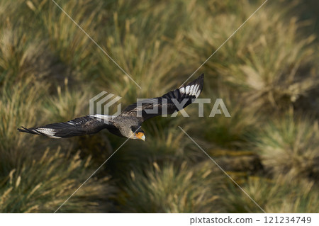 Crested Caracara in flight Crested Caracara in flight 121234749