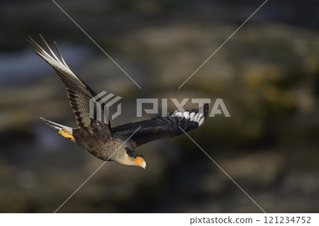 Crested Caracara in flight Crested Caracara in flight 121234752