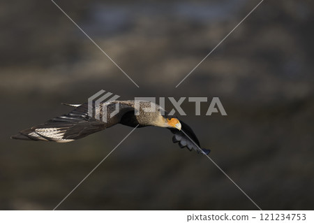 Crested Caracara in flight Crested Caracara in flight 121234753