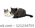 two cats lying on a white background 121234755