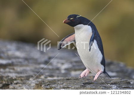 Rockhopper Penguin 121234802