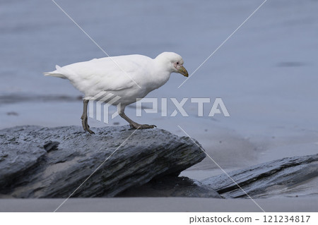 Pale-faced Sheathbill  121234817