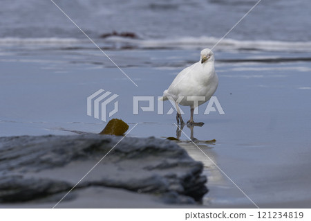 Pale-faced Sheathbill  121234819