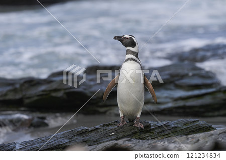 Magellanic penguin coming ashore 121234834