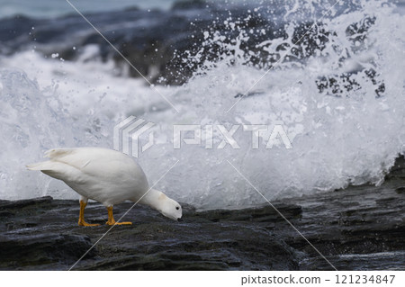 Male Kelp Goose feeding 121234847