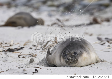 Southern Elephant Seal pup  121234851