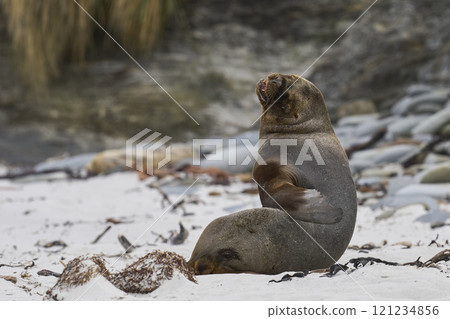 Southern Sea Lion Southern Sea Lion 121234856