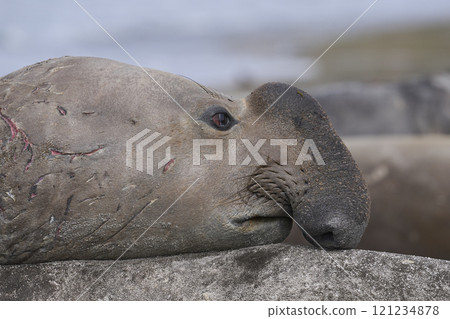 Male Southern Elephant Seal  121234878