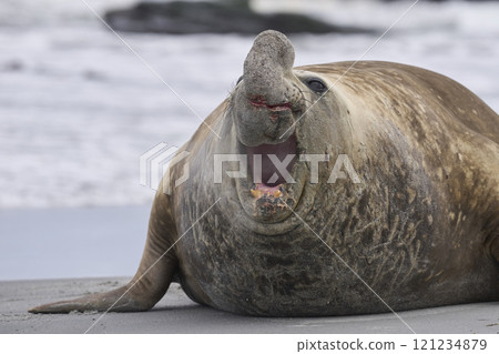 Male Southern Elephant Seal  121234879