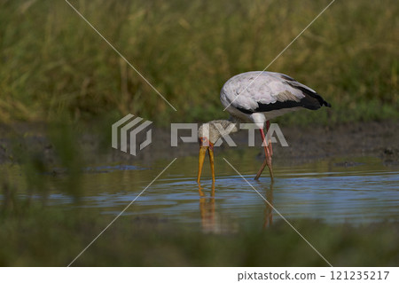 Yellow-billed Stork fishing 121235217