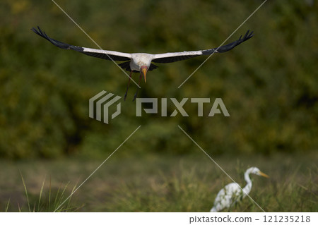 Yellow-billed Stork landing 121235218