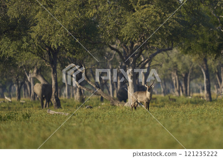 Waterbuck in woodland Waterbuck in woodland 121235222