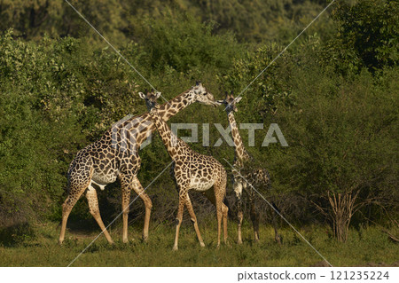 Thornicroft giraffe Thornicroft giraffe 121235224