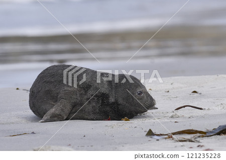 Southern Elephant Seal pup Southern Elephant Seal pup 121235228